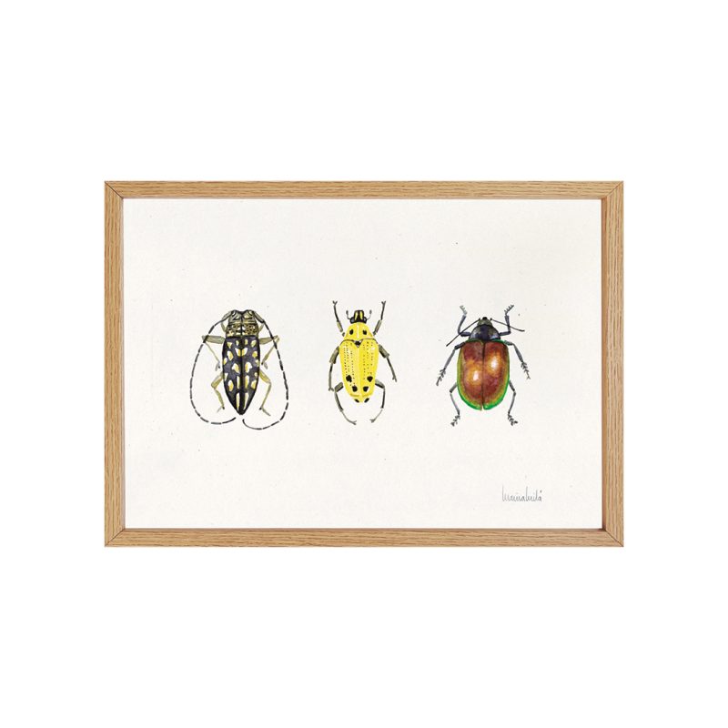 animal-insecto-escarabajo-amarillo-marina-mila-laminas-1080px-web