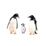 Pingüinos en acuarela
